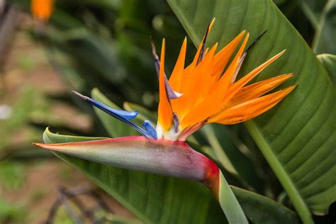 Birds of Paradise .